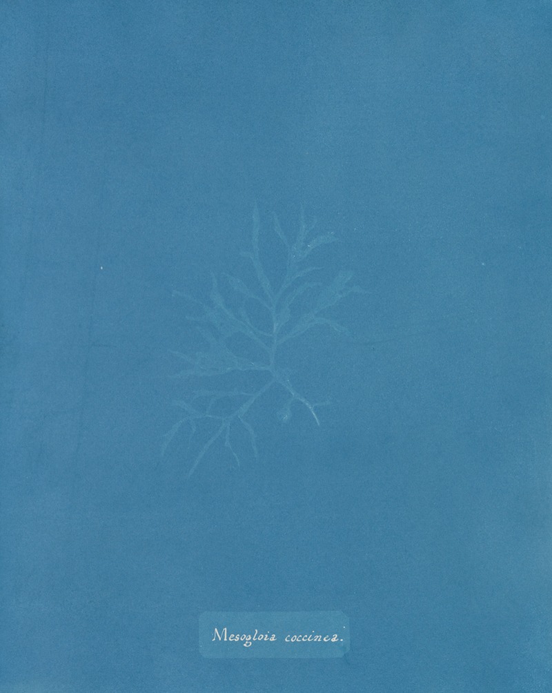 Anna Atkins - Mesogloia coccinea