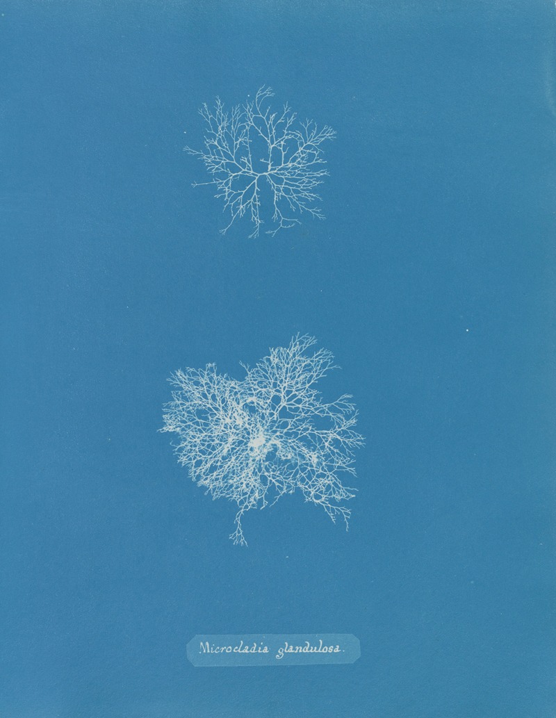 Anna Atkins - Microcladia glandulosa