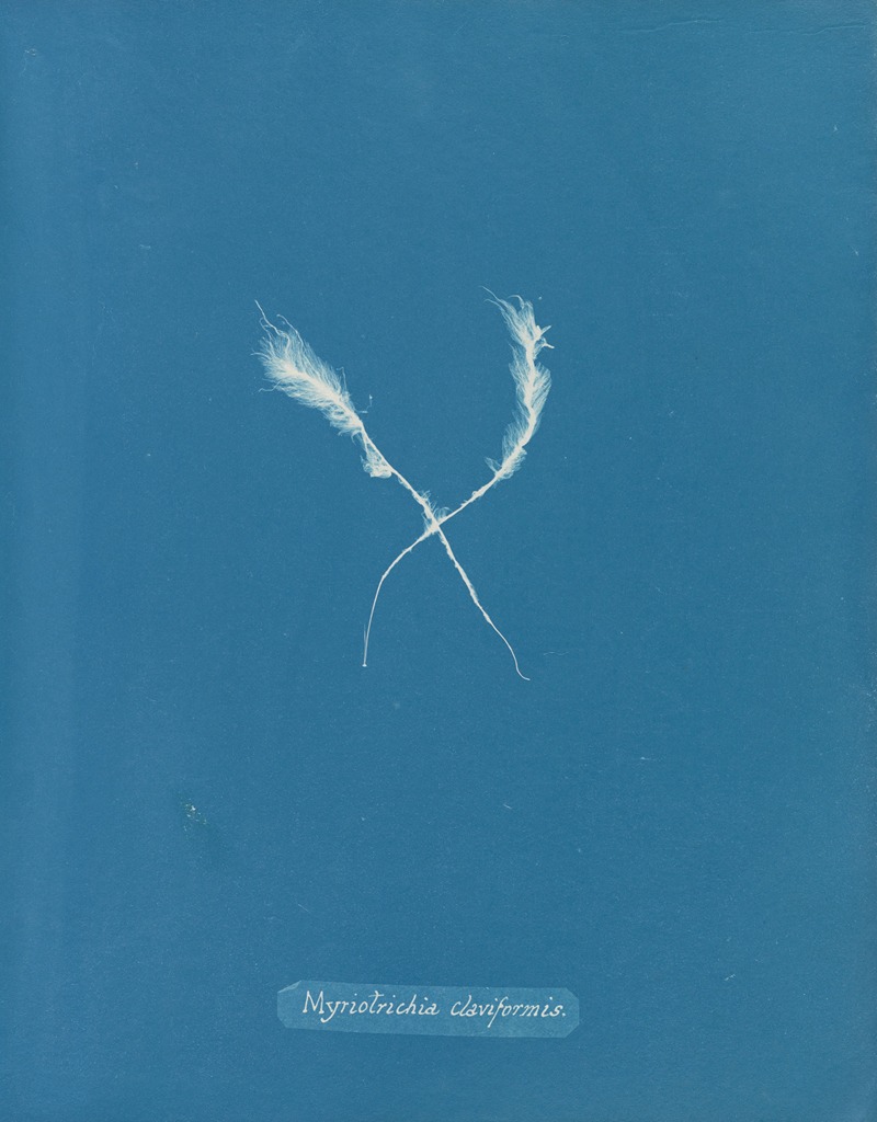 Anna Atkins - Myriotrichia claviformis