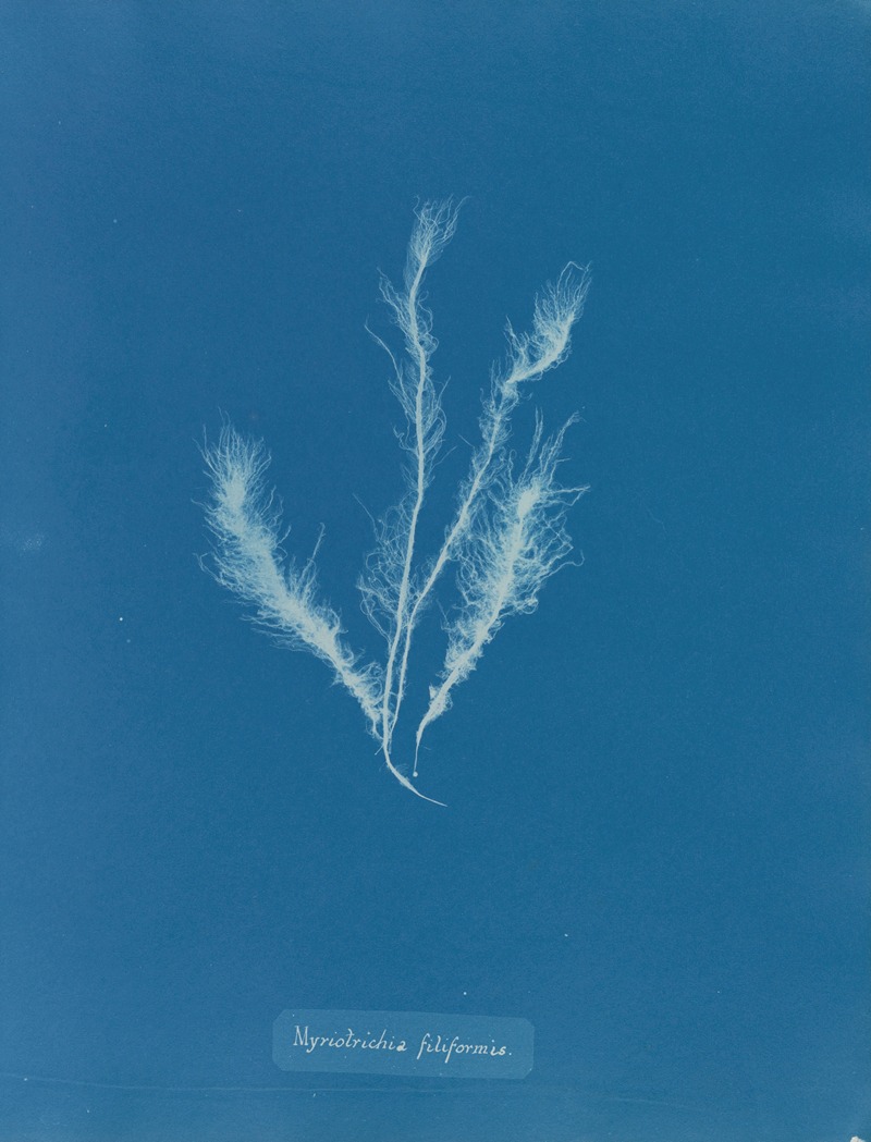 Anna Atkins - Myriotrichia filiformis