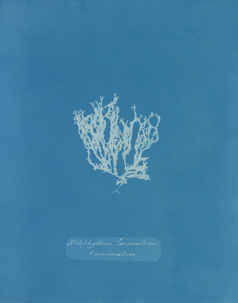 Anna Atkins - Nitophyllum laceratum ß uncinatum