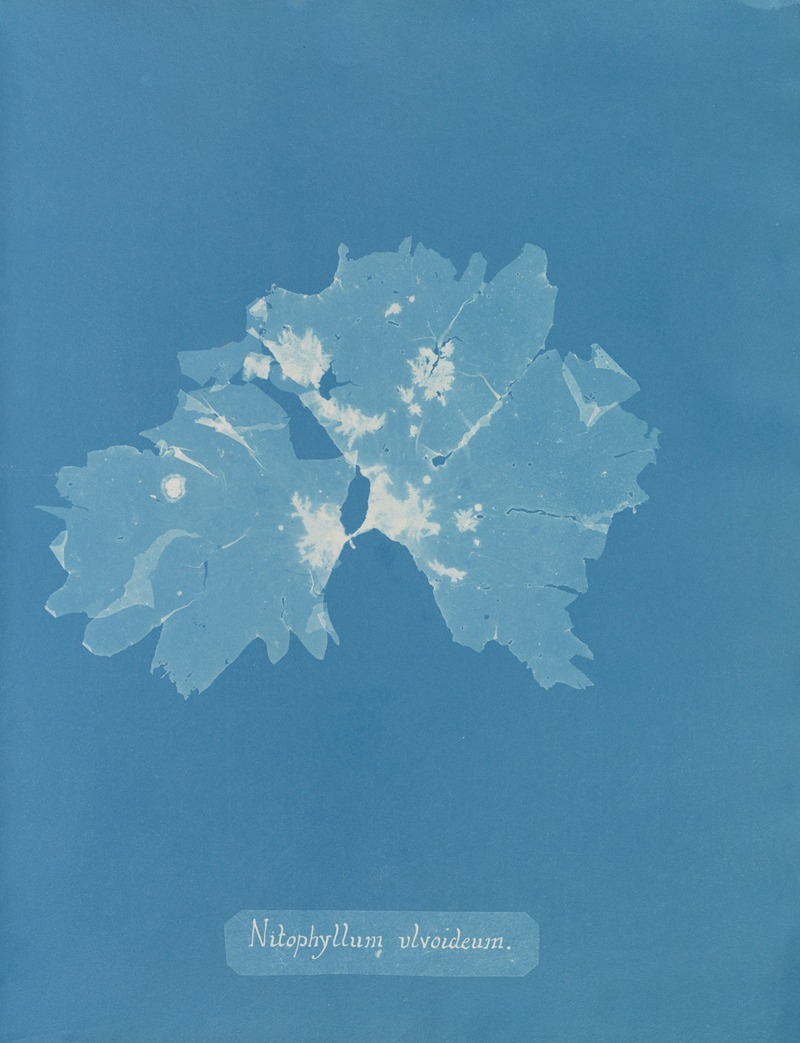 Anna Atkins - Nitophyllum ulvoideum