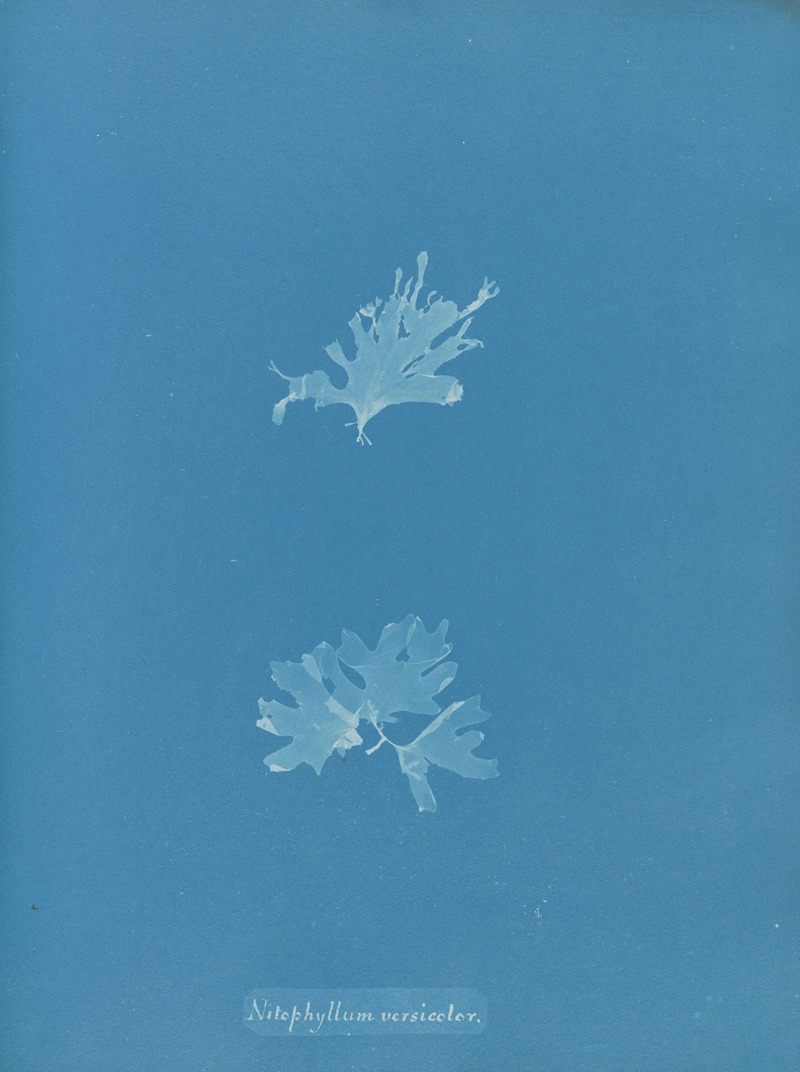 Anna Atkins - Nitophyllum versicolor