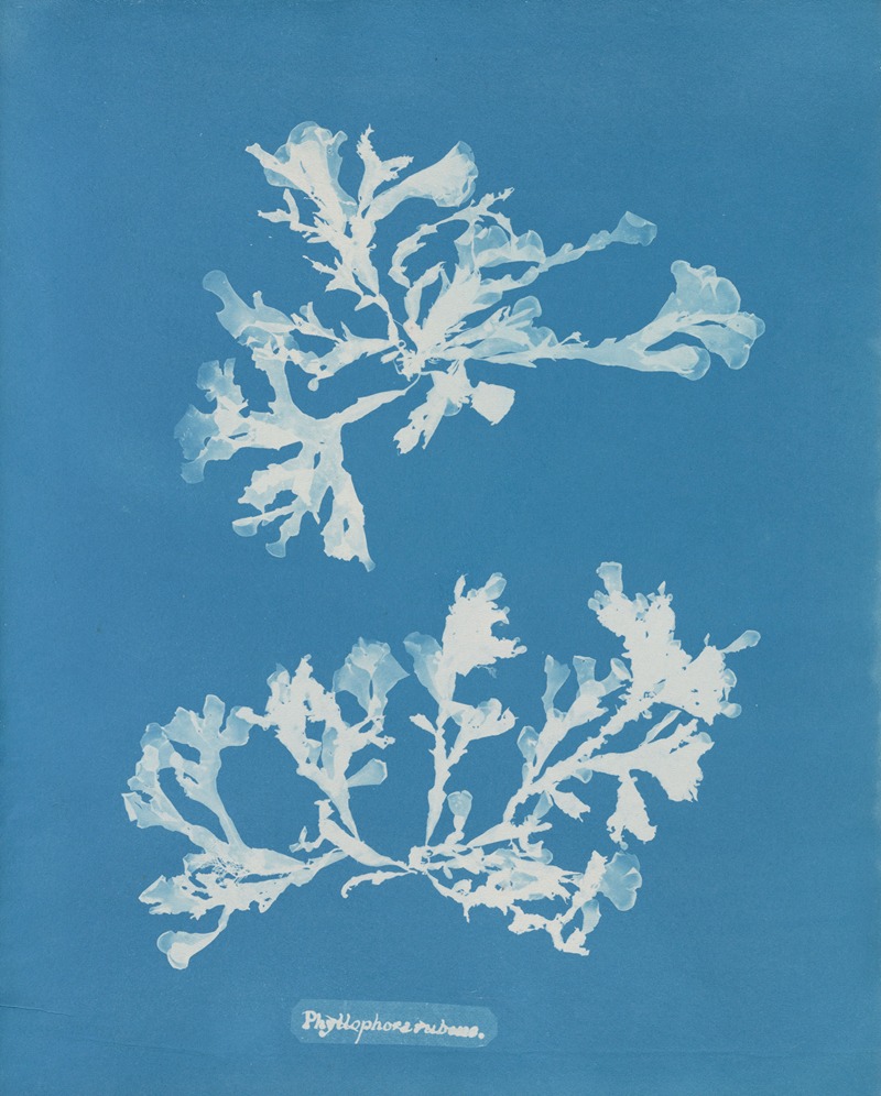 Anna Atkins - Phyllophora rubens