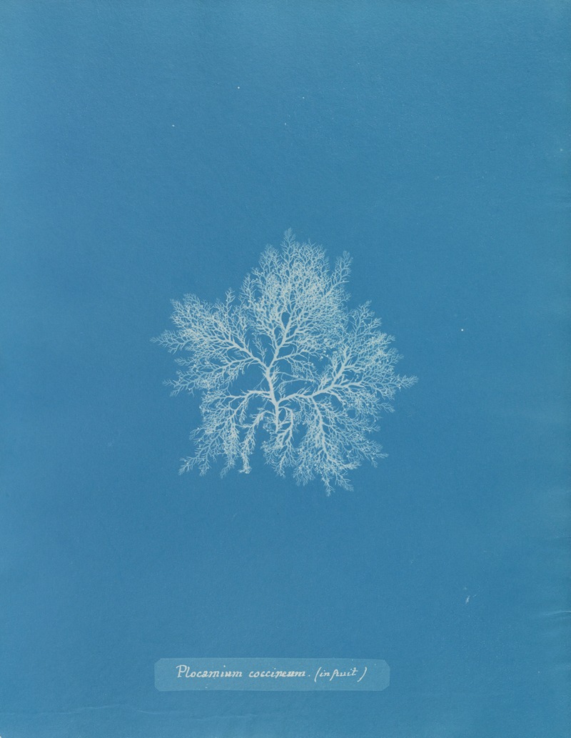 Anna Atkins - Plocamium coccineum (in fruit)