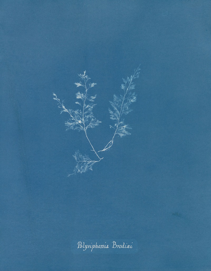 Anna Atkins - Polysiphonia Brodiaei [Part X]