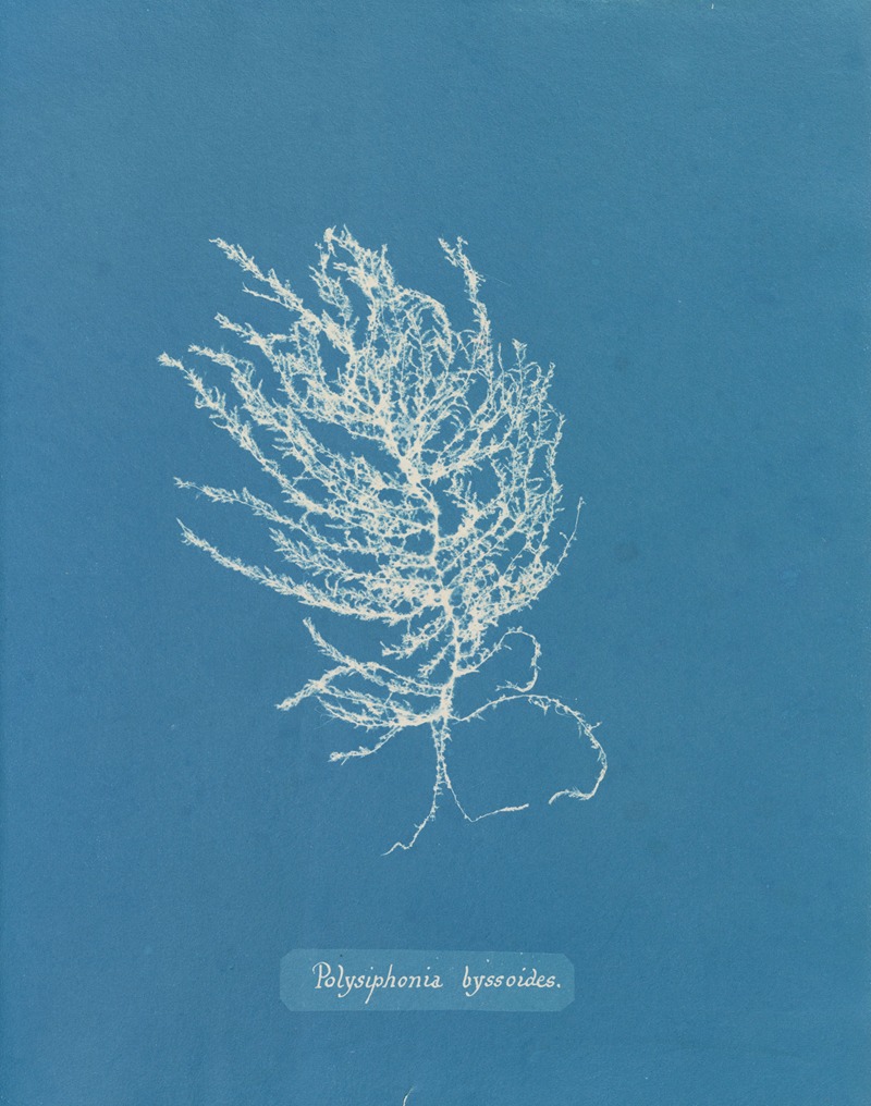 Anna Atkins - Polysiphonia byssoides