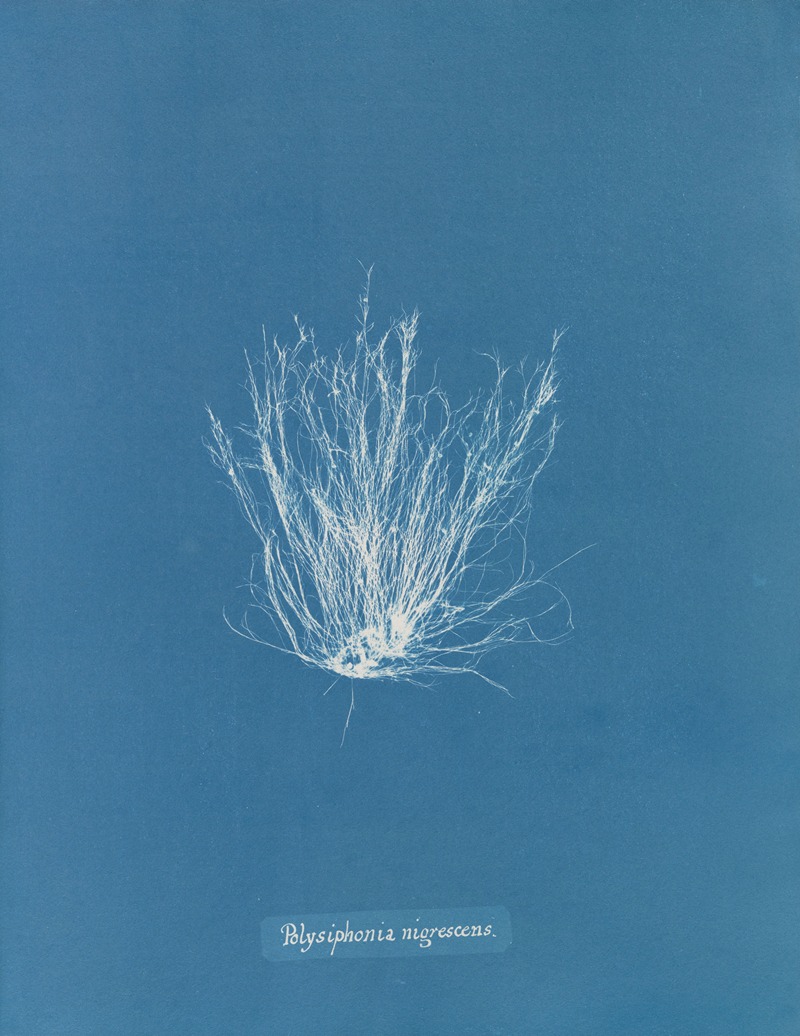 Anna Atkins - Polysiphonia nigrescens