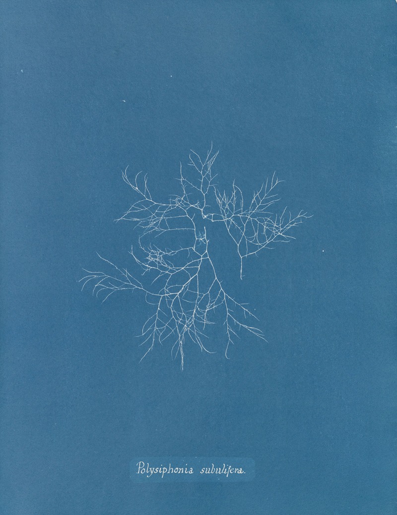 Anna Atkins - Polysiphonia subulifera