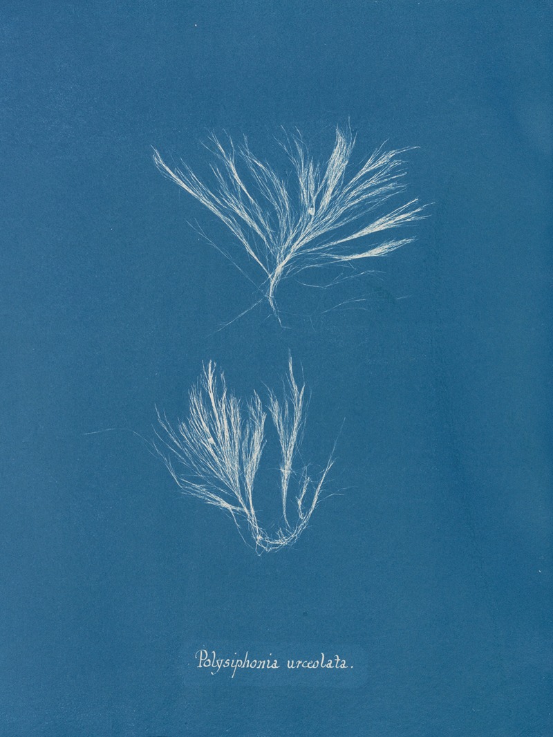 Anna Atkins - Polysiphonia urceolata