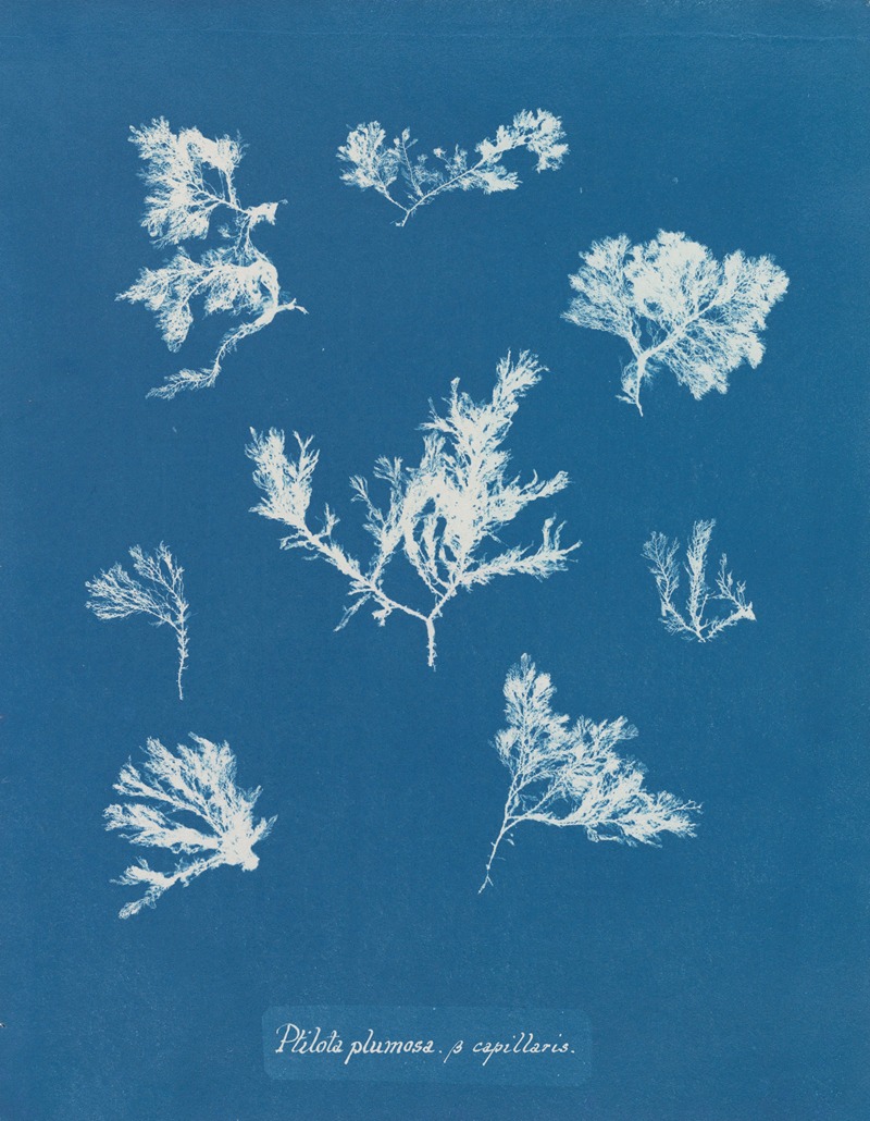 Anna Atkins - Ptilota plumosa β capillaris