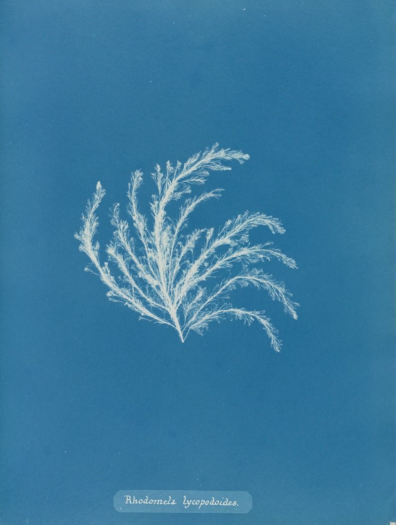 Anna Atkins - Rhodomela lycopodioides