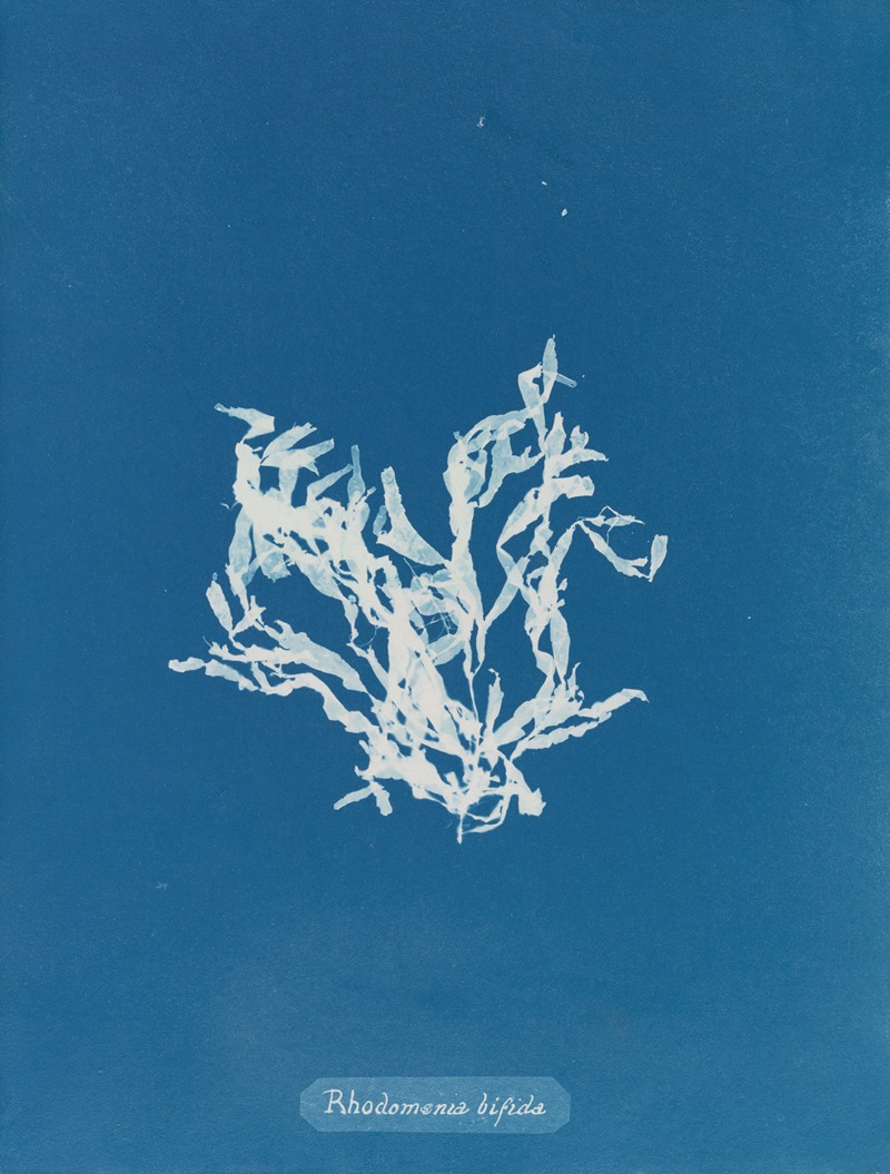 Anna Atkins - Rhodomenia bifida