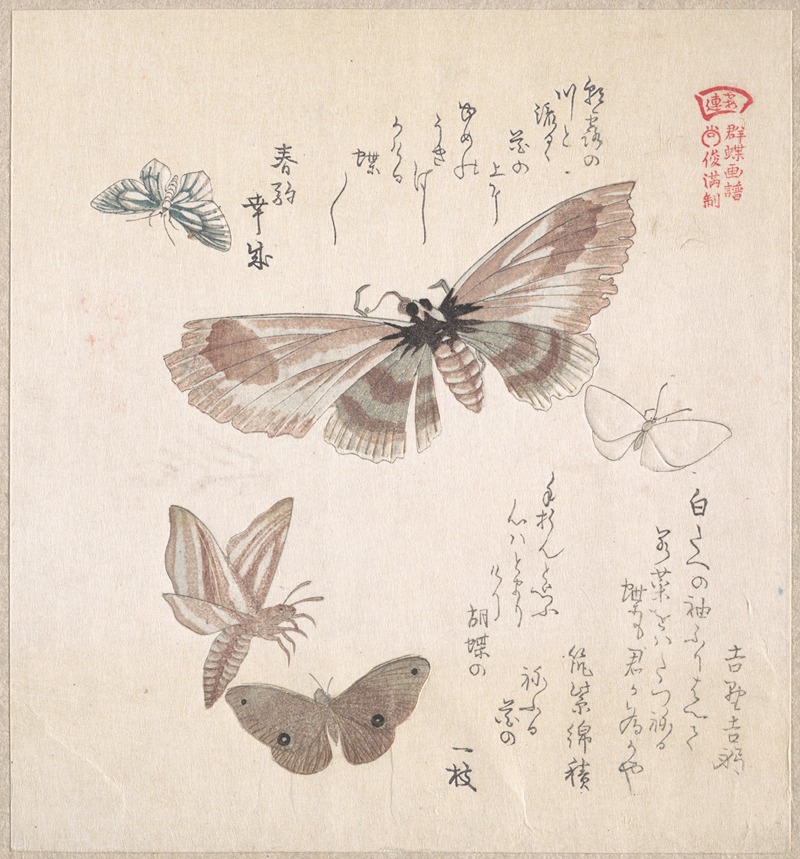 Kubo Shunman - Various Moths and Butterflies