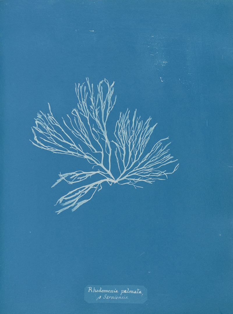Anna Atkins - Rhodomenia palmata β Sarniensis