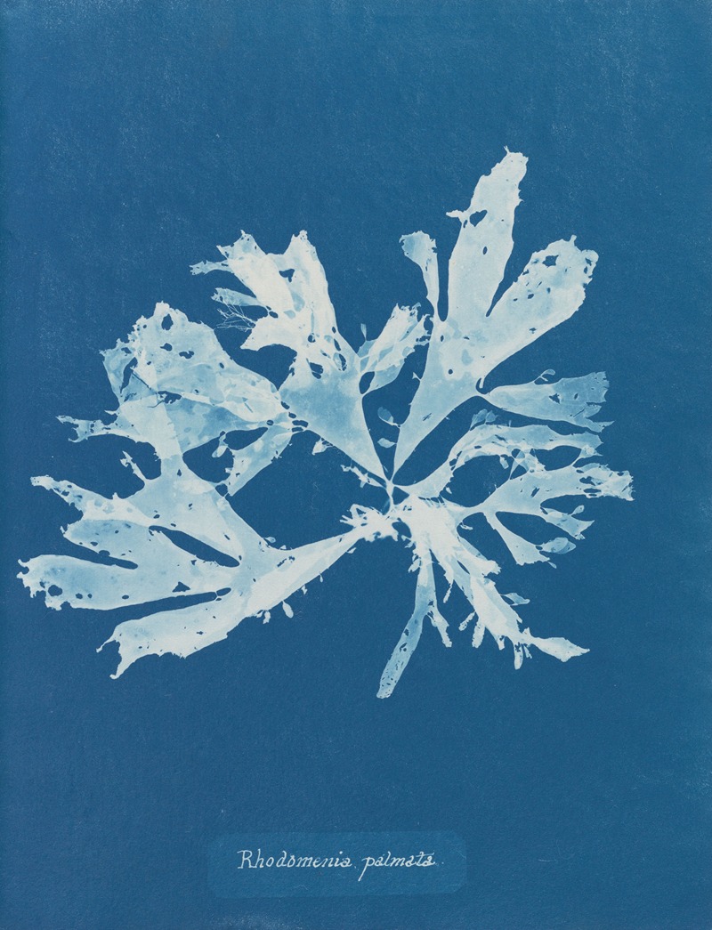 Anna Atkins - Rhodomenia palmata