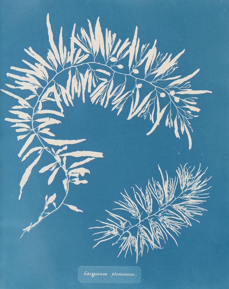 Anna Atkins - Sargassum plumosum