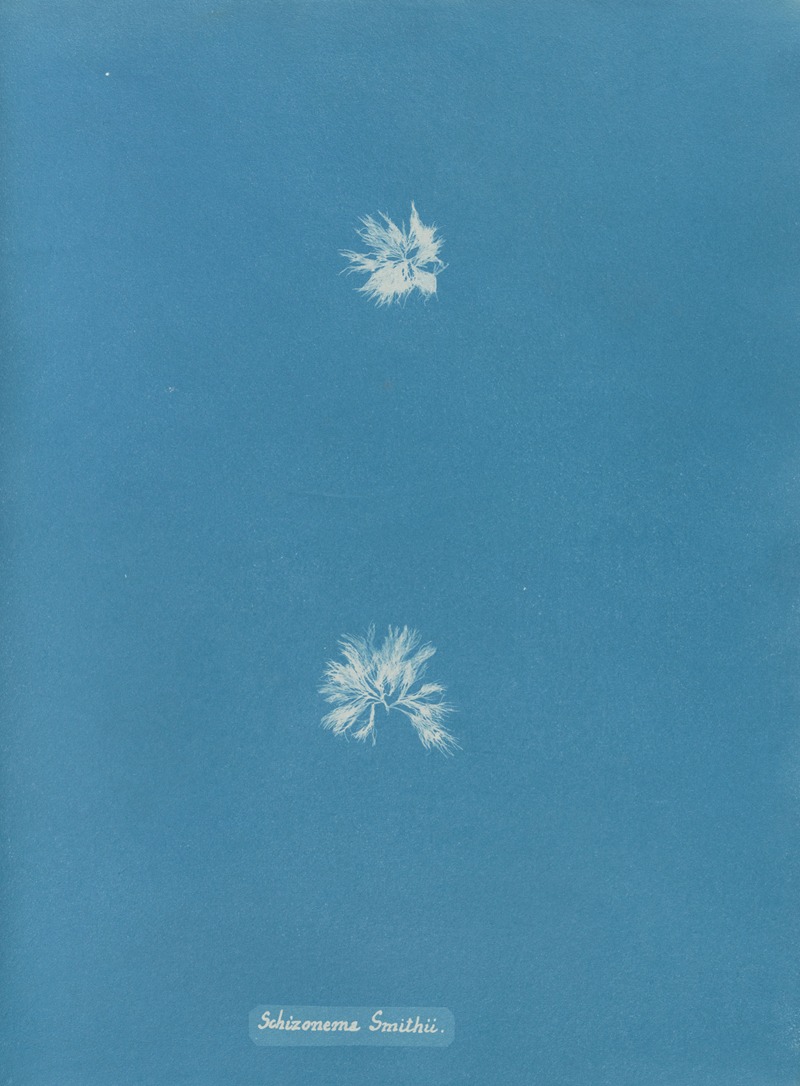 Anna Atkins - Schizonema Smithii