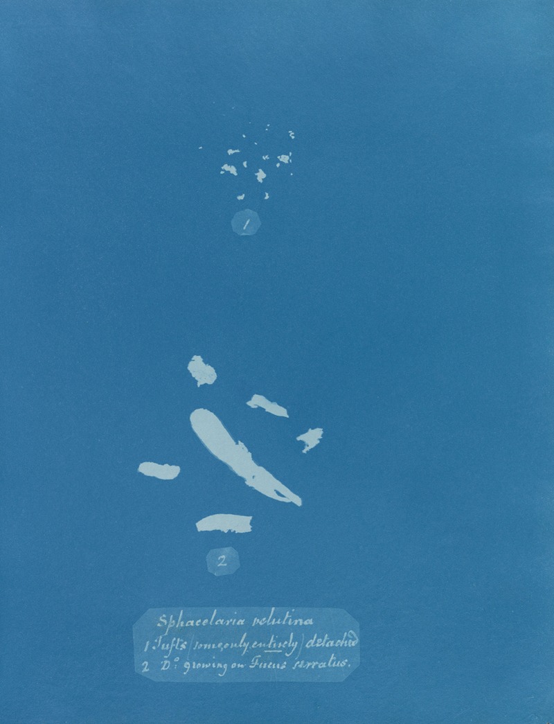 Anna Atkins - Sphacelaria velutina; 1. Tufts (some only entirely) detached; 2. [Tufts] growing on Fucus serratus