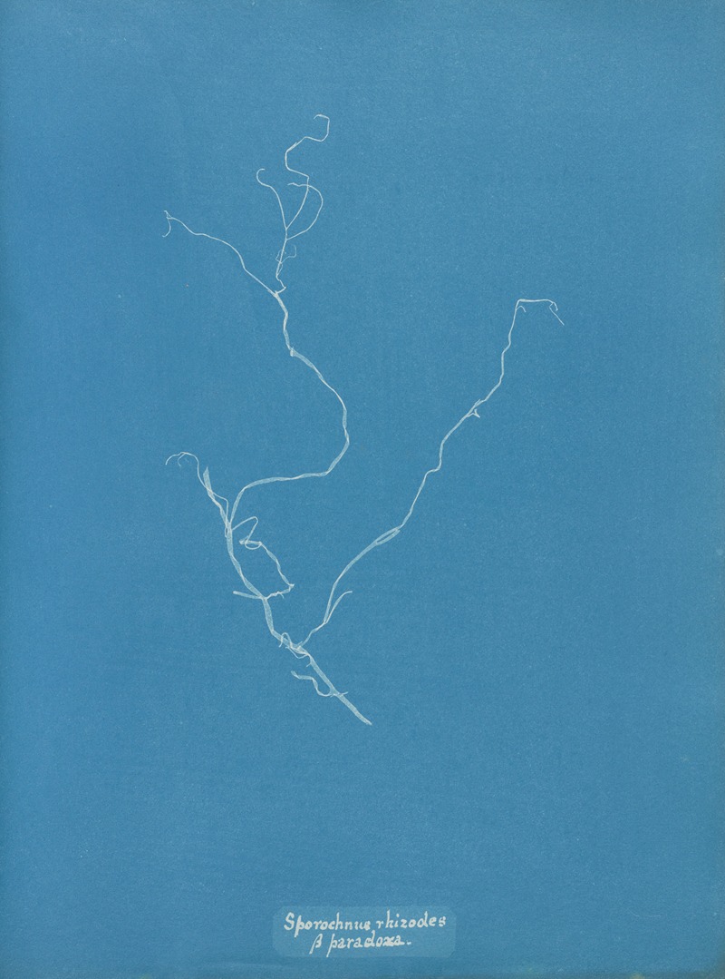 Anna Atkins - Sporochnus rhizodes β paradoxa