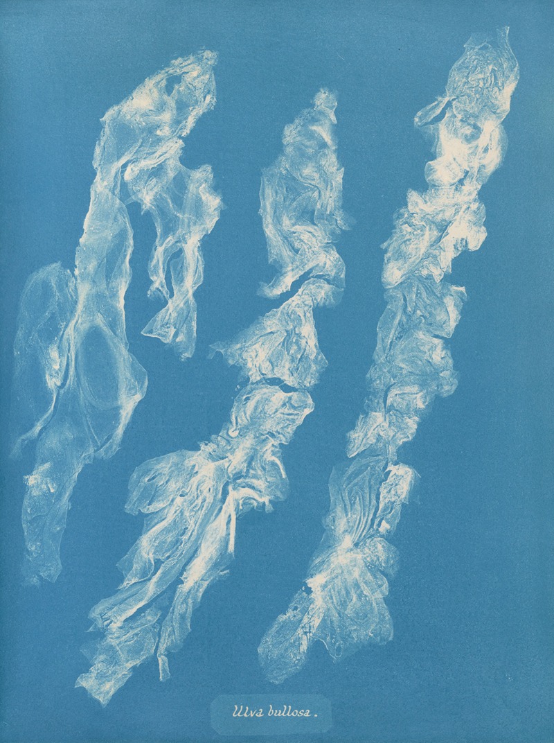 Anna Atkins - Ulva bullosa