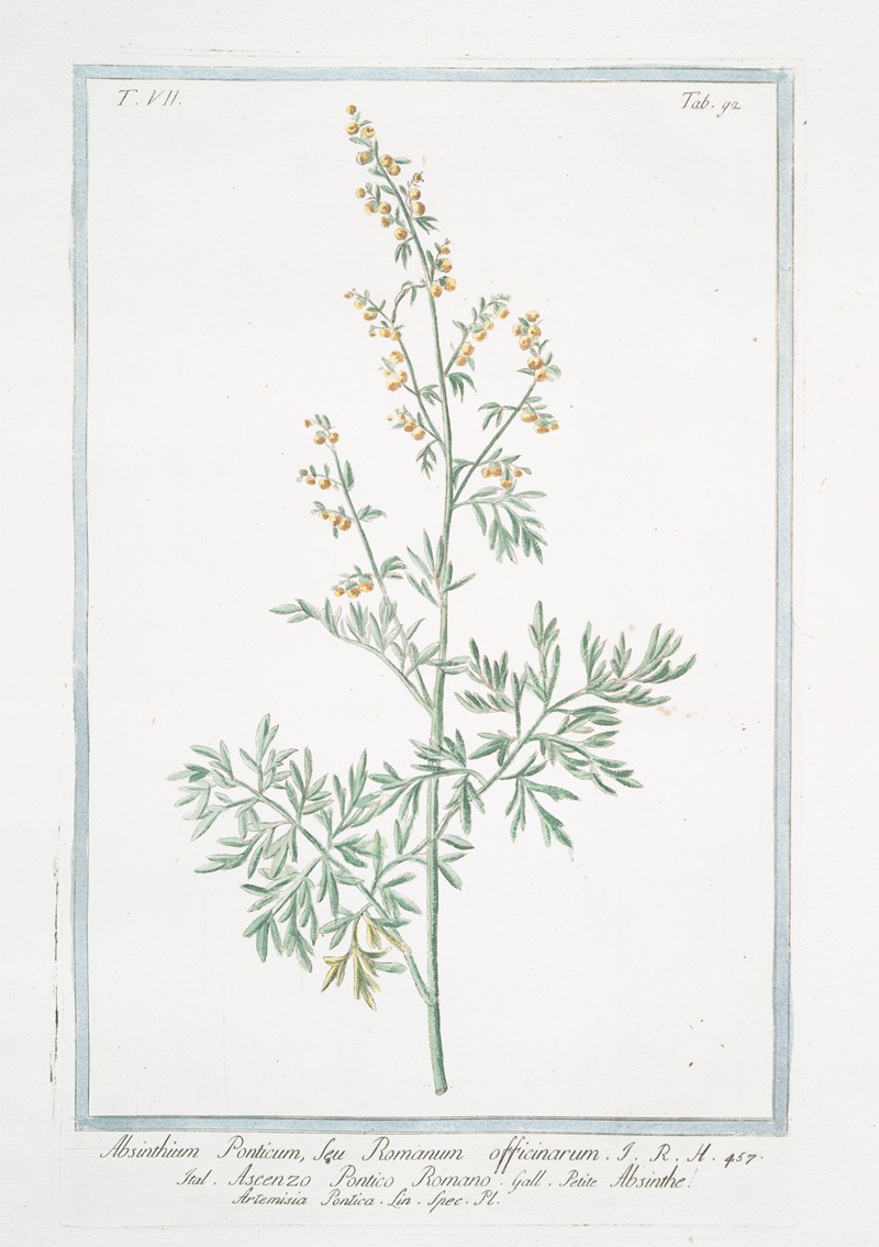 Giorgio Bonelli - Absinthium Ponticum, seu Romanum officinarum – Ascenzo Pontico Romano – Absinthe Artemisia Pontica Lin. Spec. Pl. (Roman wormwood)