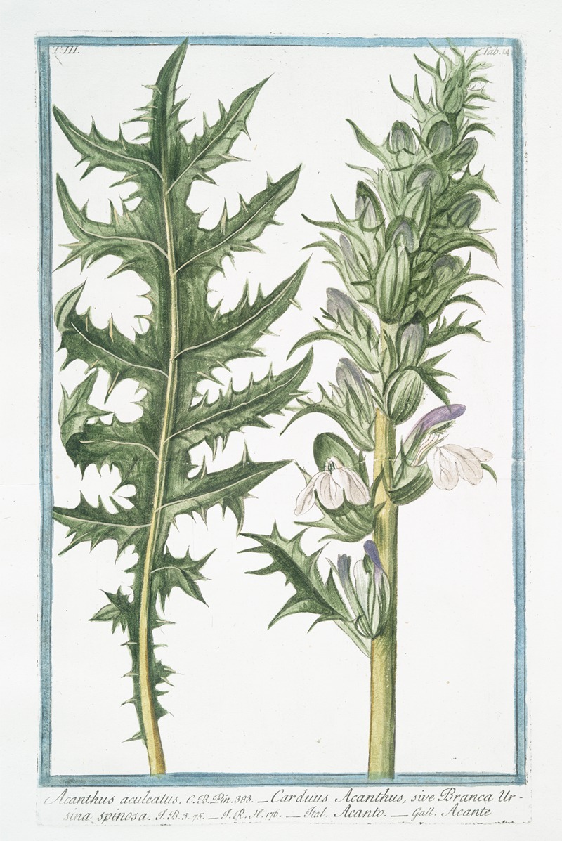 Giorgio Bonelli - Acanthus aculeatus – Carduus Acanthus, sive Branca Ursina spinosa – Acanto – Acante. (Butcher’s broom)