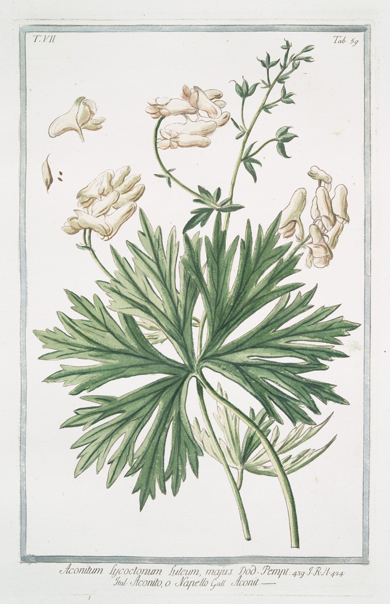 Giorgio Bonelli - Aconitum Lycotonum, luteum, majus – Aconito, o Napello – Aconit. Yellow wolfsbane; Yellow wolfbane