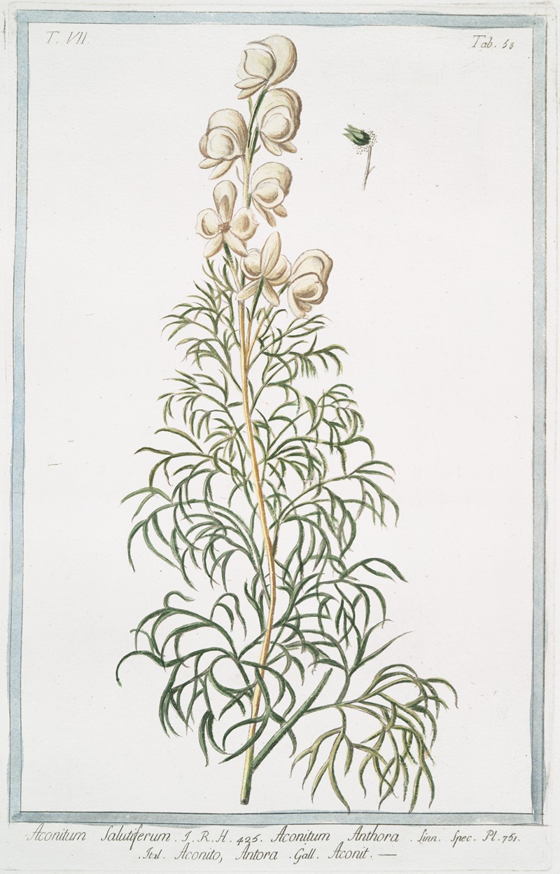 Giorgio Bonelli - Aconitum salutiferum – Aconitum Anthora – Aconito, Anthora – Aconit. (Yellow monkshood, Pyrenees monkshood)