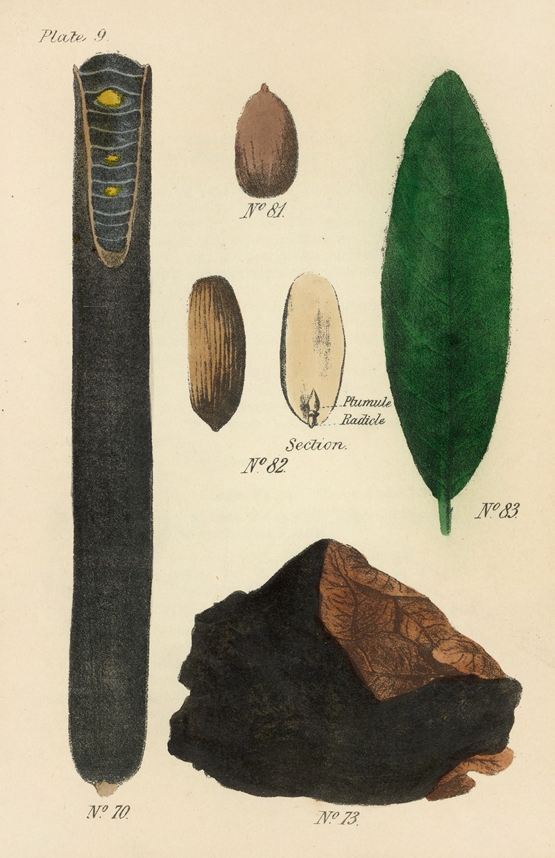 Alysson Halimi minoribus foliis, semper virens Thlaspi Hamili folio