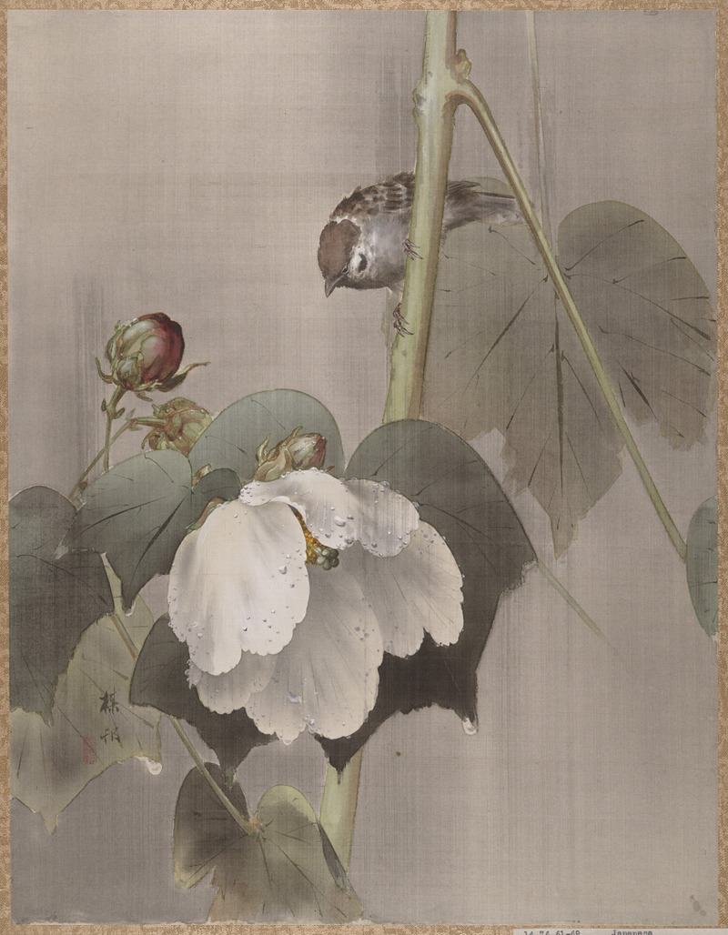 Okada Baison - Cotton Rose Mallows in the Rain