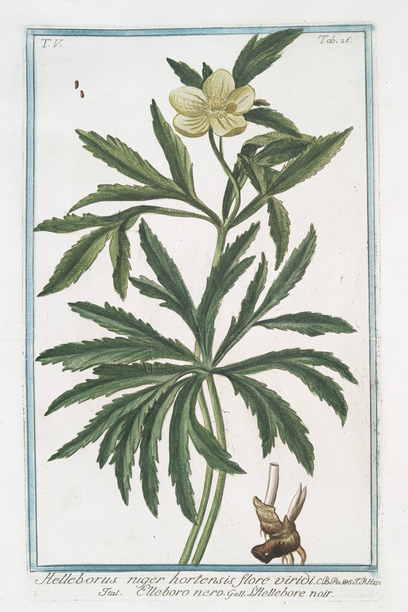 Giorgio Bonelli - Helleborus niger hortensis flore viridi – Elleboro nero – L’Hellebore noir. (Christmas rose, Green hellbore)