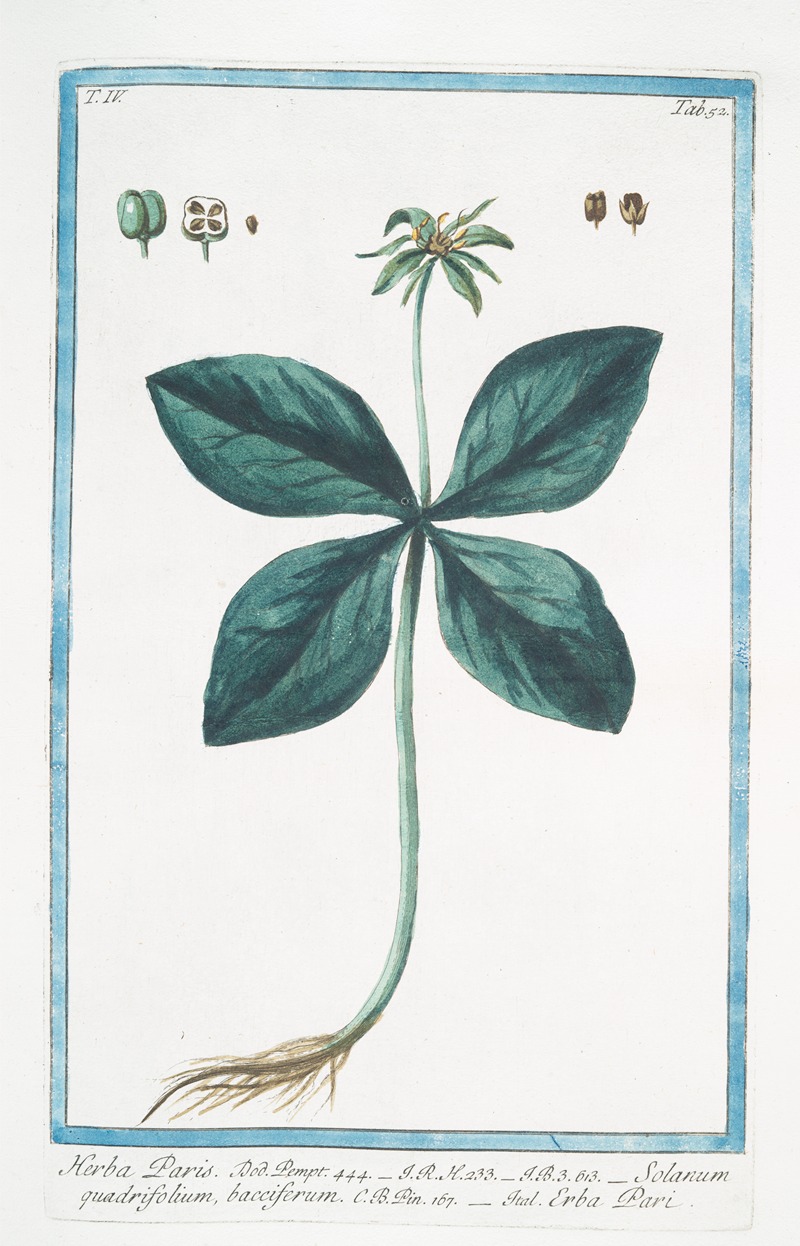 Giorgio Bonelli - Herba Paris – Solanum quadrifolium, bacciferum – Erba Pari. (True Love. One Berry)