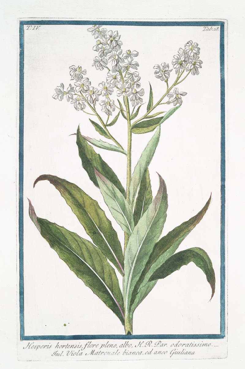 Giorgio Bonelli - Hesperis hortensis, flore pleno, albo, H.R. Par. Odoratissimo – Viola Matronale bianca, ed anco Giuliana ( White Sweet Rocket)