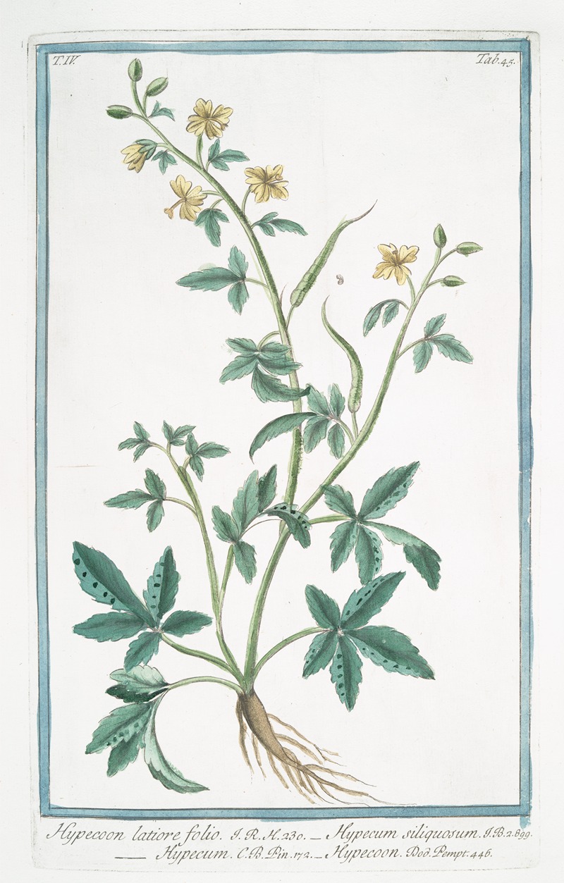 Giorgio Bonelli - Hypecoon lattiore folio – Hypecum siliquosum – Hypecum – Hypecooon