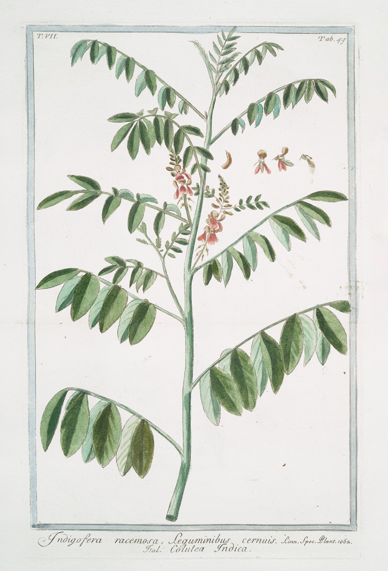 Giorgio Bonelli - Indigofera racemosa, Seguminibus cernuis – Colutea Indica. (Rusty indigo)