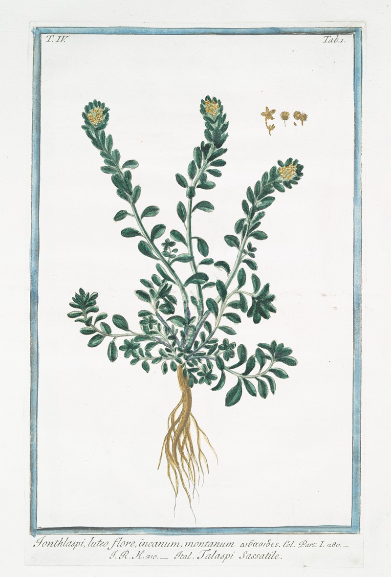 Giorgio Bonelli - Ionthlaspi, luteo flore, incanum, montanum – Talaspi Sassatile. (Alpine pennycress)