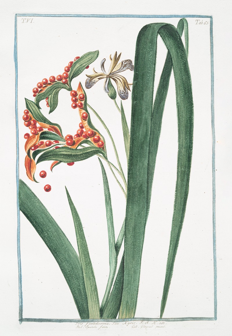 Giorgio Bonelli - Iris faetidissima, seu Xyris – Spatola fotida – Glayeul puant. (Iris foetidissima, Stinking Iris, Roast beef plant)