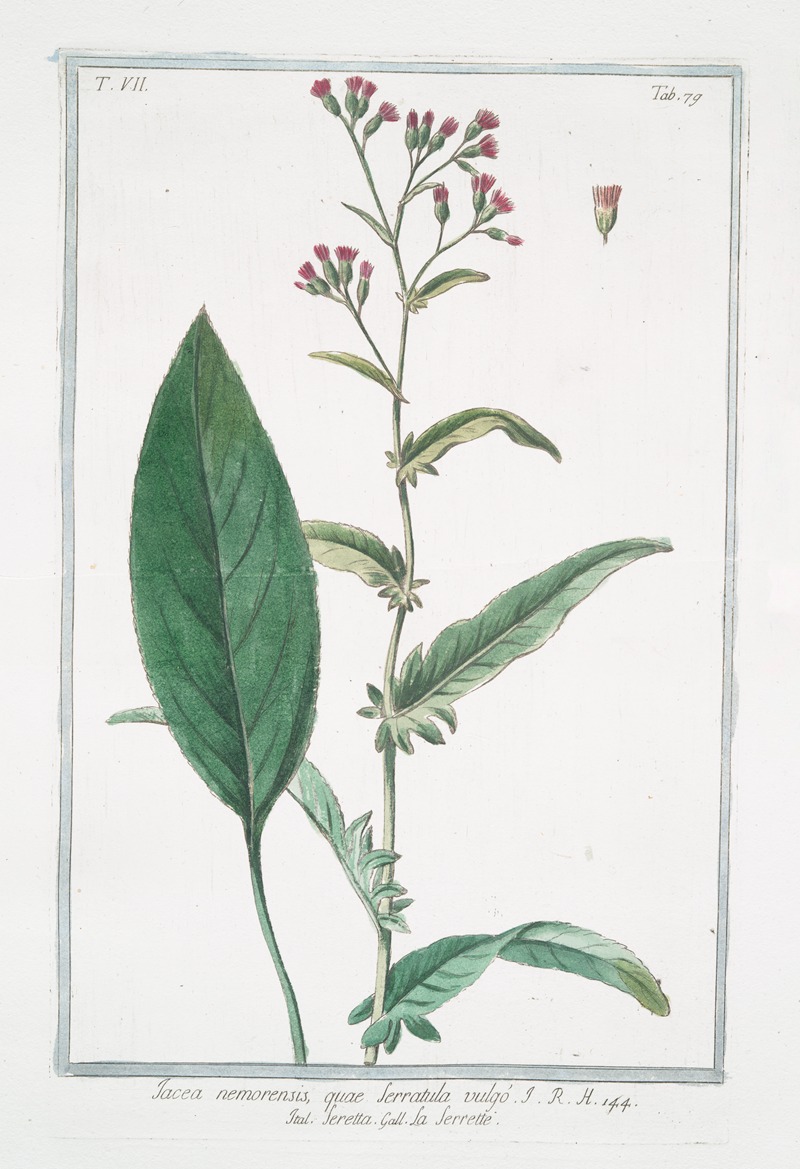 Giorgio Bonelli - Jacea nemorensis, quae serratula vulgo – Seretta – La Serette. (Knap weed, Saw-wort)