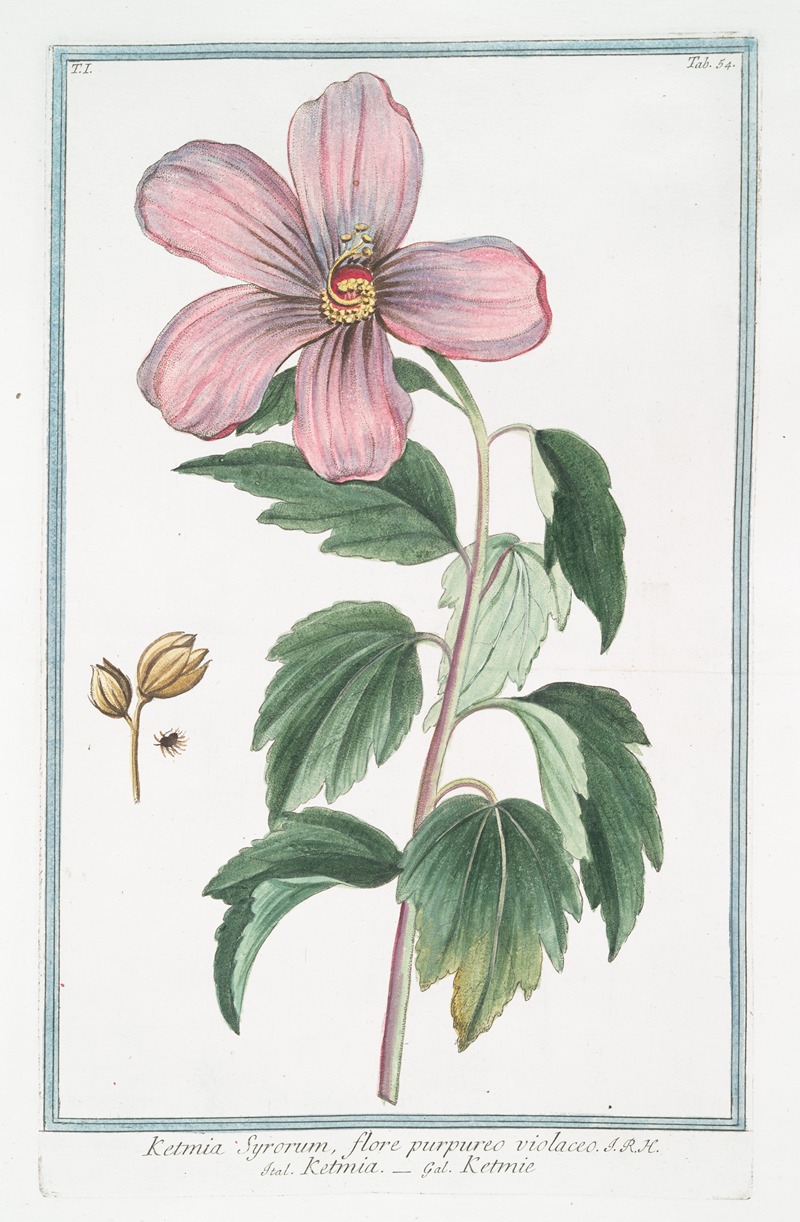 Giorgio Bonelli - Ketmia Syrorum, flore purpureo violaceo – Ketmia – Ketmie. (Rose of Sharon)