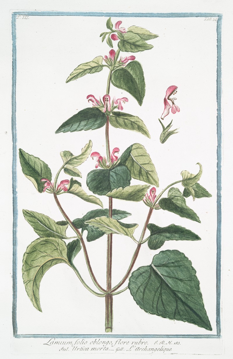 Giorgio Bonelli - Lamium, folio oblongo, flore rubro – Urtica morta – L’Archangelique.(Dead-nettle)