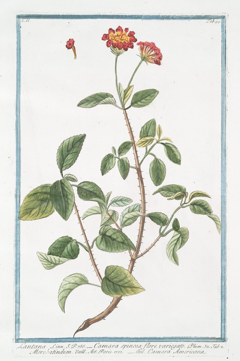 Giorgio Bonelli - Lantana – Camara spinosa, flore varoegatp – Morobatindum – Camara Americana.(Jamaican Mountain Sage)