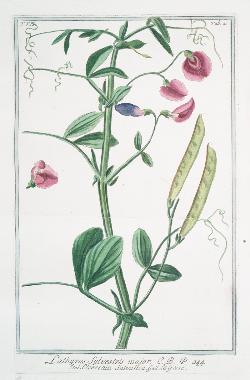 Giorgio Bonelli - Lathyrus sylvestris major – Cicerchia salvatica. (flat peavine; narrow leaved everlasting pea)