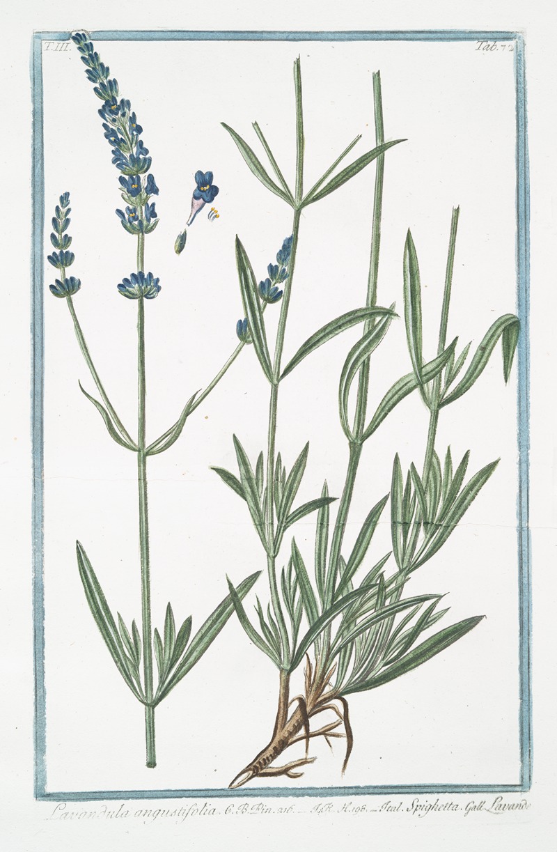 Giorgio Bonelli - Lavandula angustifolia – Spighetta – Lavande. (English Lavander)