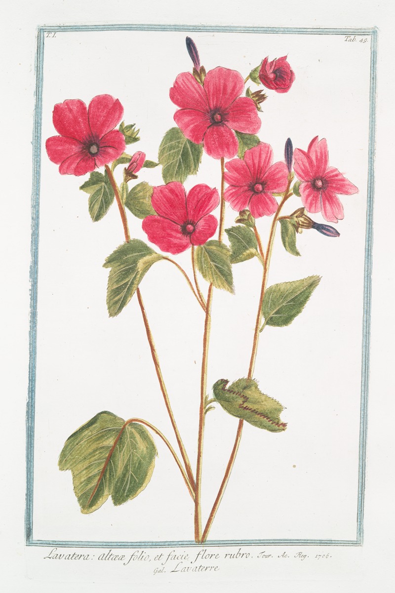 Giorgio Bonelli - Lavatera, altææ folio, et facie flore rubro – Lavaterre. (Tree Mallow)