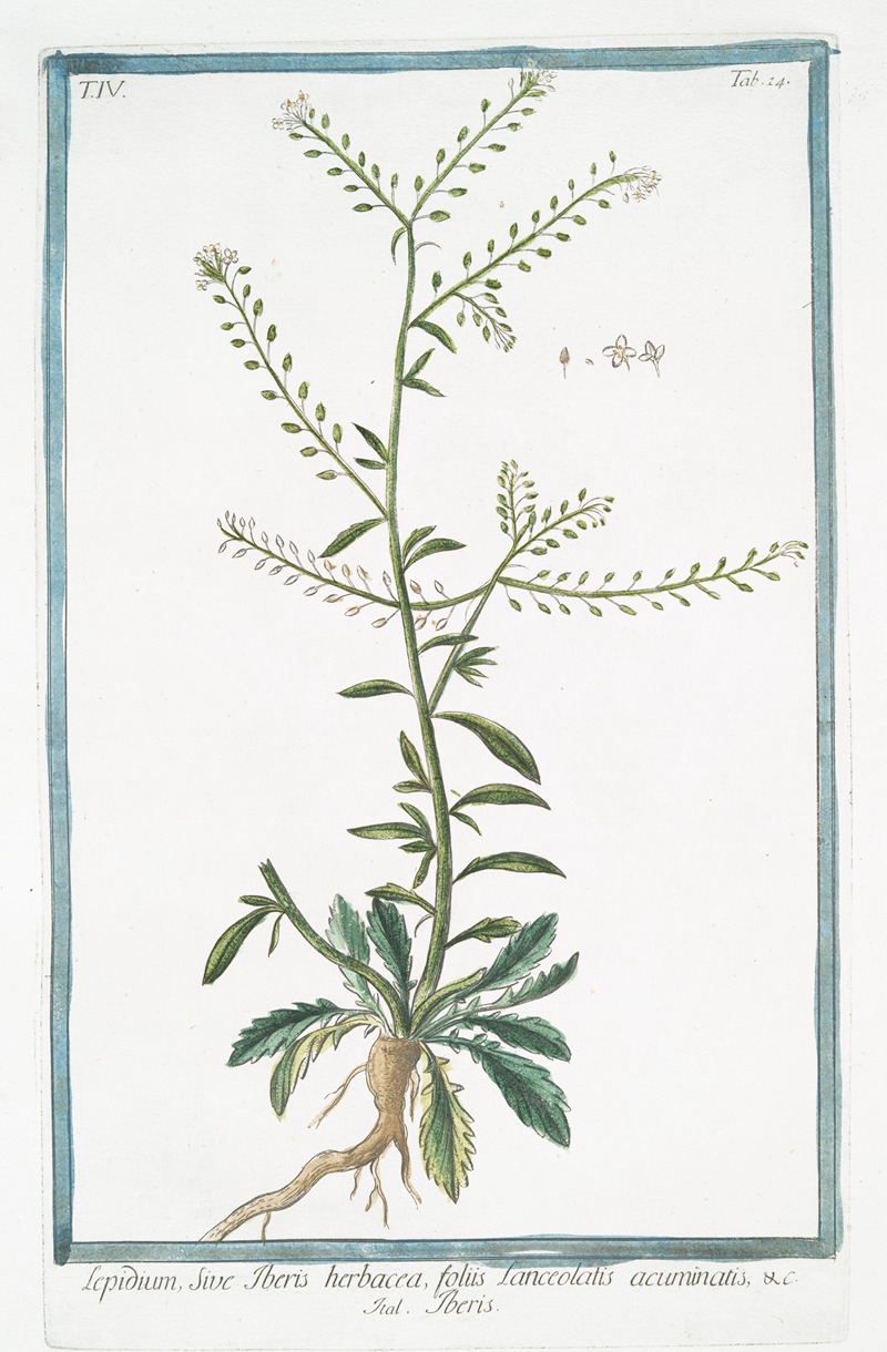 Giorgio Bonelli - Lepidium, sive Tberis herbacea, foliis Lanceolatis acuminatis – Tberis. (Garden Cress)