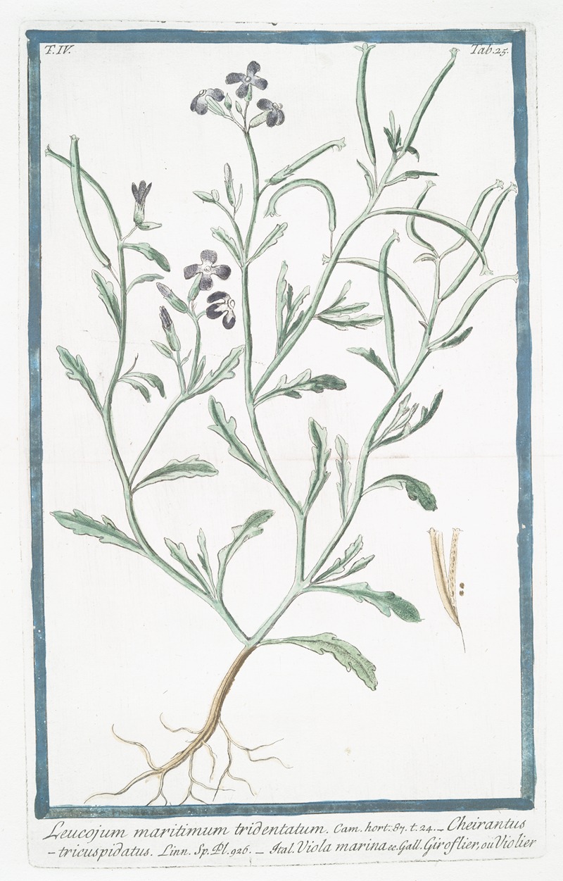 Giorgio Bonelli - Leucojum maritimum tridentatum – Cheirantustricuspidatus – Viola marina – Giroflier, ou Violier (Spring snowflake)