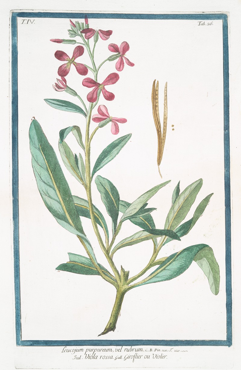 Giorgio Bonelli - Leucojum purpureum, vel rubrum – Viola rossa , ou Violier (Spring snowflake)