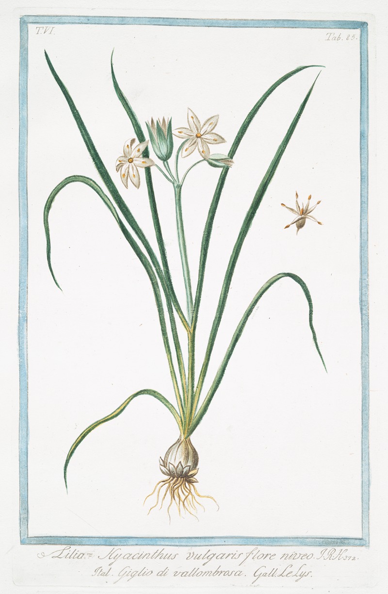 Giorgio Bonelli - Lilia Hyacinthus vulgaris, flore niveo – Giglio di vallombrosa – Le Lys