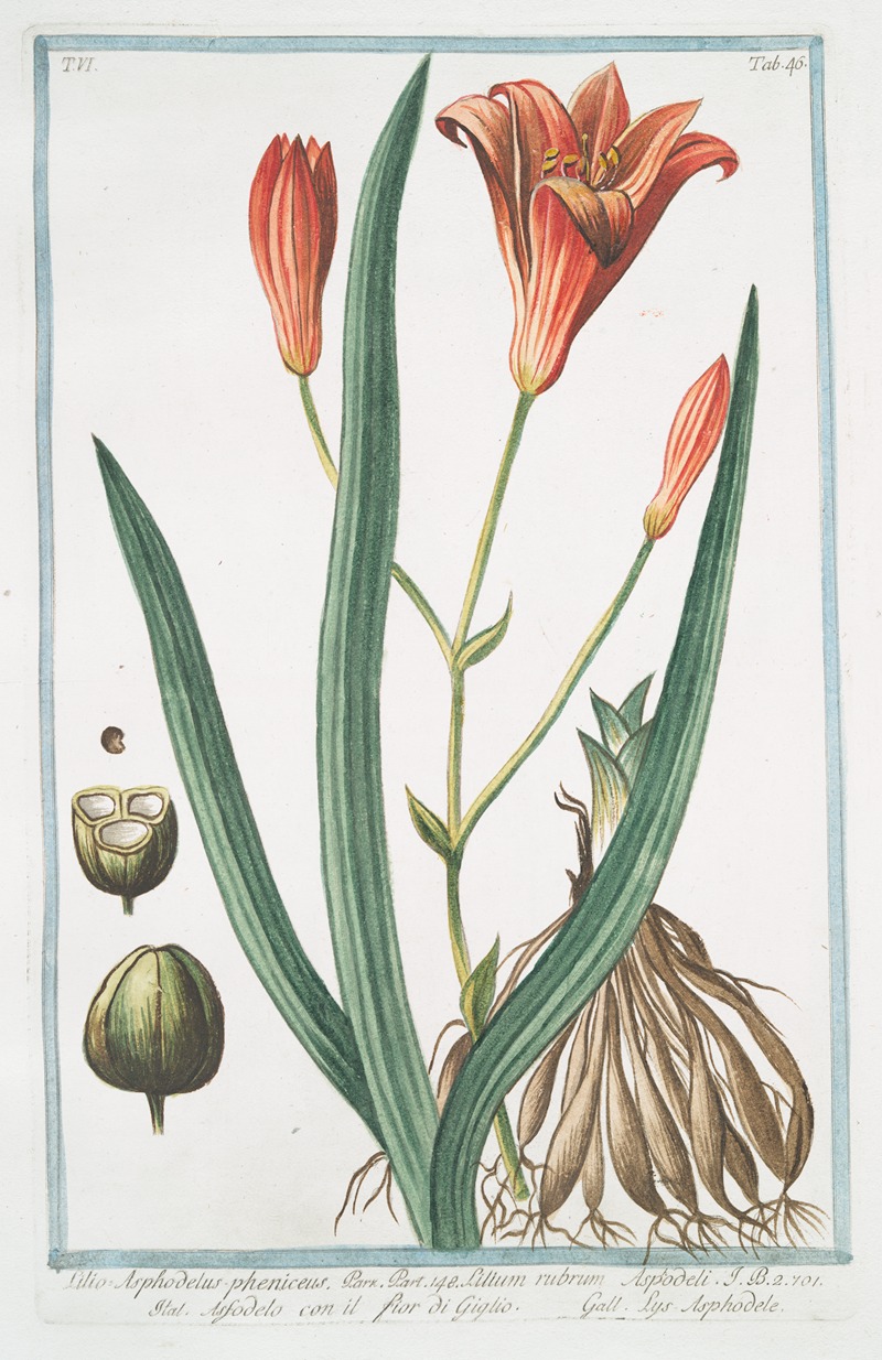 Giorgio Bonelli - Lilio Asphodelus-pheniceus – Lilium rubrum – Asfodelo con il fior di Giglio – Lys Asphodele. (Day lily)